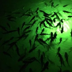 UNDERWATER FISHING GREEN LIGHT